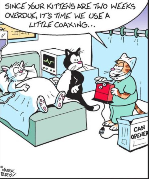 caturday coaxing majorgeeks.jpg